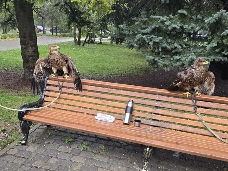 В Пятигорске у уличных фотографов изъяли еще двух орлов