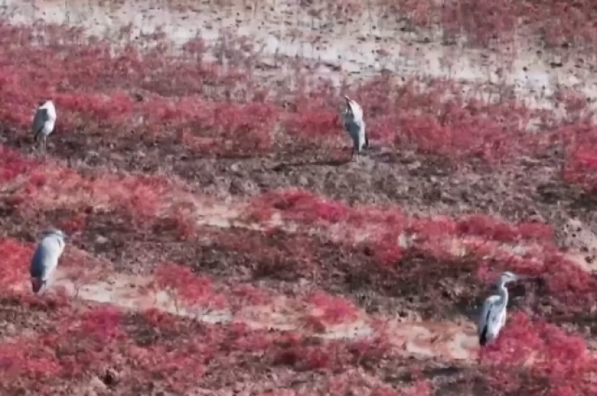 В Сети появилось видео сезона «красного пляжа» в Китае