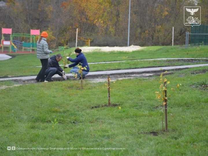 Ракитянские власти и волонтеры высадили 35 саженцев березы