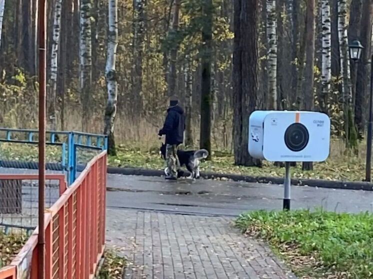 В Костроме 70 любителей собак оштрафовали за неправильный выгул