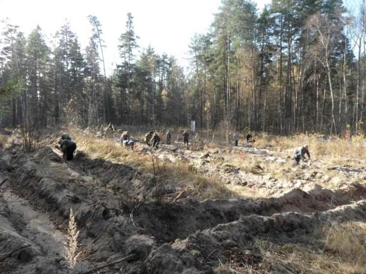 В Курской области высадили сосны и дубы в рамках акции «Сохраним лес»