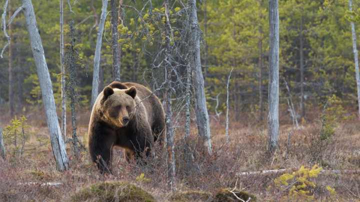 Жертвами нападений медведей в России стали 29 человек