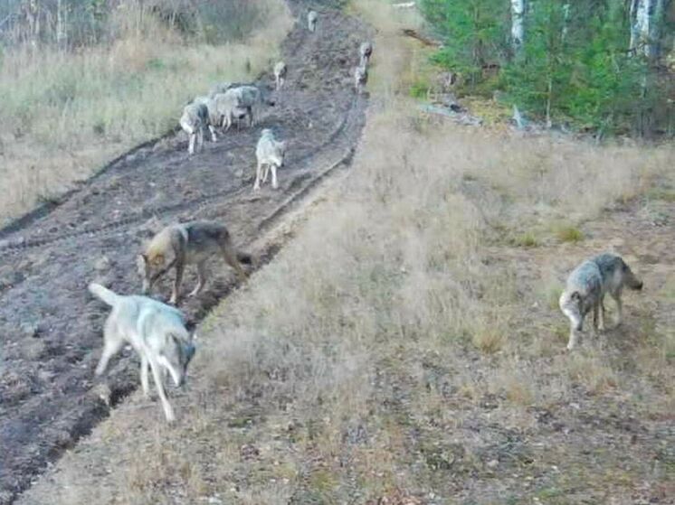 На камеры Окского заповедника попали стая волков, кабаны и лиса