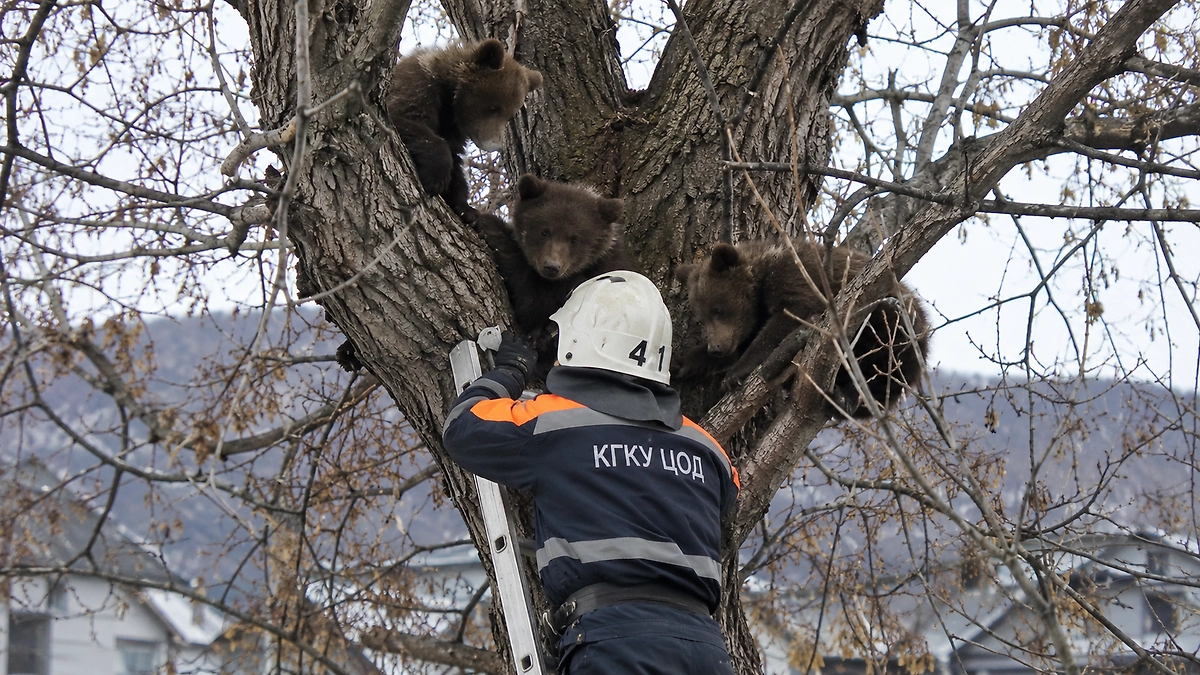 На Камчатке спасли трёх медвежат, забравшихся на дерево возле жилого дома
