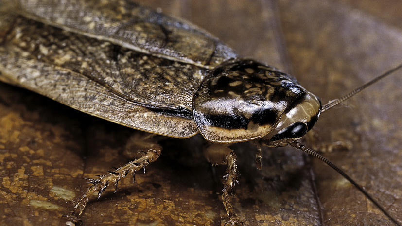 Тренер вологодского «Динамо» прервал пресс-конференцию из-за таракана