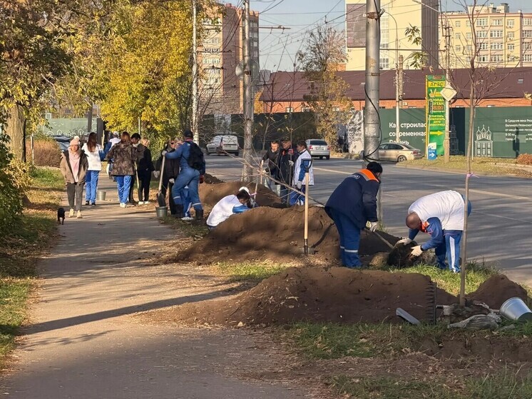 На Касимовском шоссе в Рязани высадили остролистные клёны