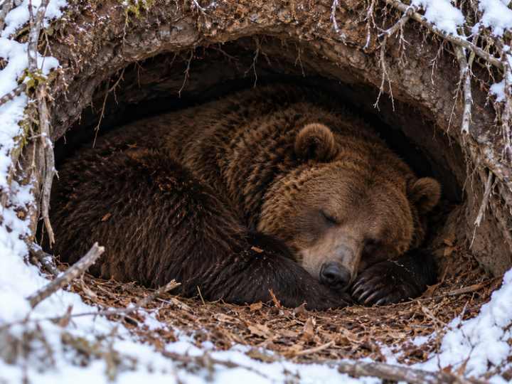 Теплая осень задержала медведей перед зимней спячкой