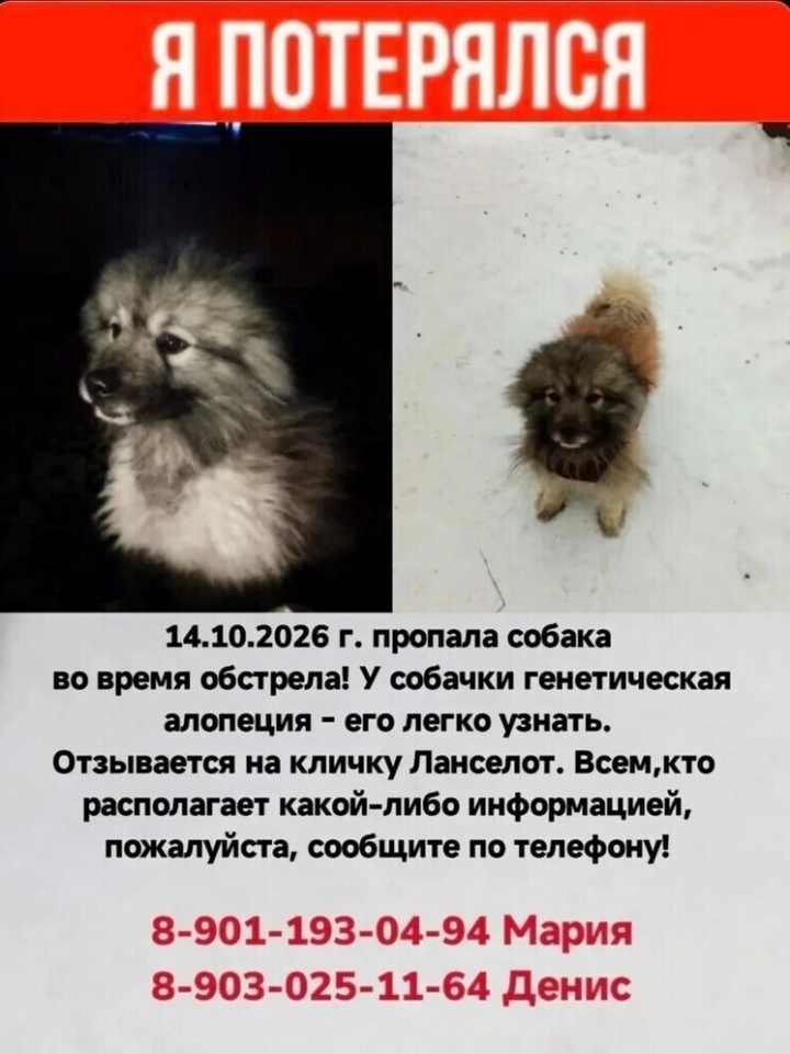 Воронежцев попросили о помощи в поисках вольфшпица Ланса, сбежавшего после БПЛА-атаки