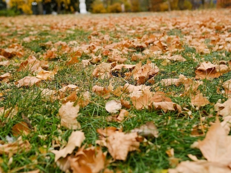 Волгоградцам 28 октября обещают порывистый ветер и до +19℃