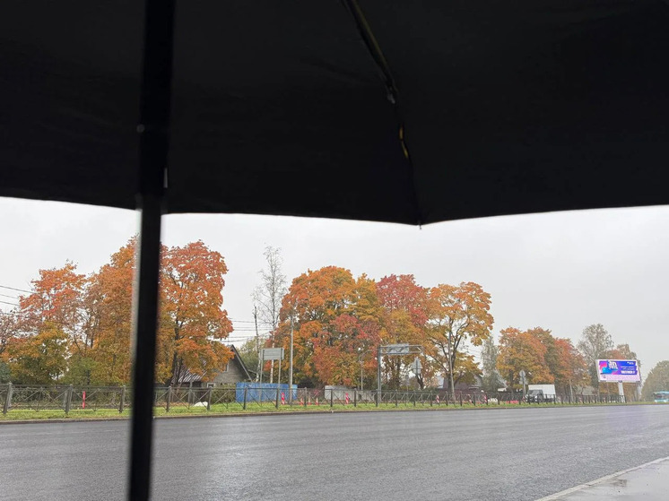 В Калининградской области ожидается неделя дождей и ветра